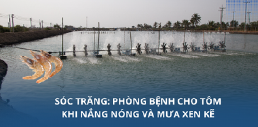 Sóc Trăng: Phòng bệnh cho tôm khi nắng nóng và mưa xen kẽ